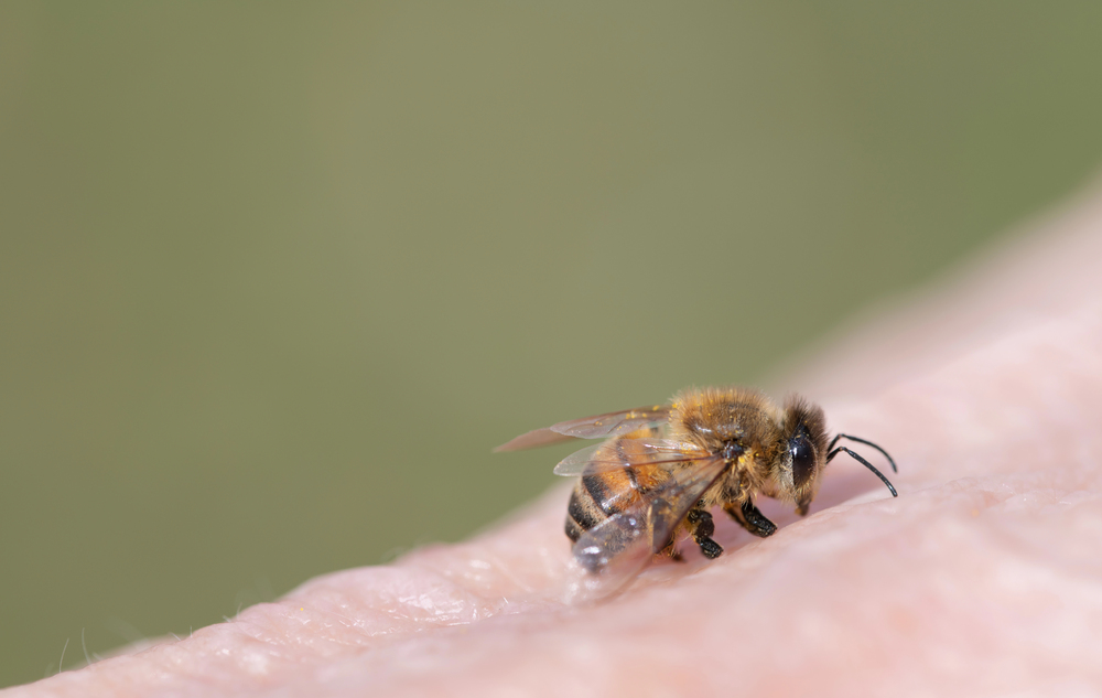 Bienenstich und Tod: Warum sterben Bienen nach dem Stechen?