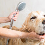 Hundehygiene im Alltag – Ratgeber & Wissen