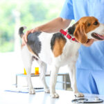 Durchfall beim Hund: Wann Hausmittel reichen – und wann der Tierarzt nötig ist