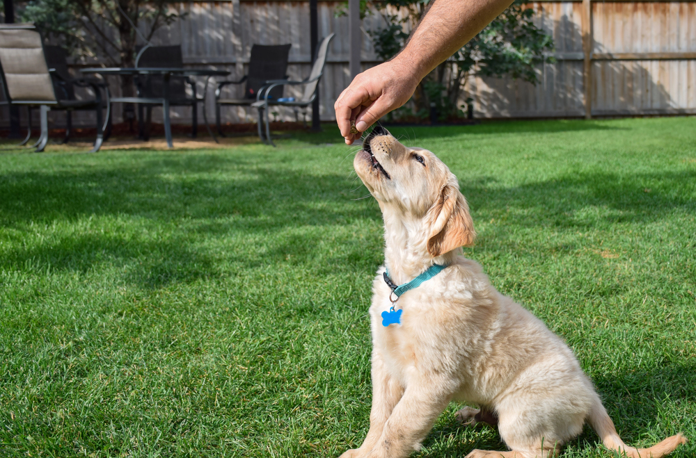 Gesunde Hundesnacks: Leckerlis richtig auswählen